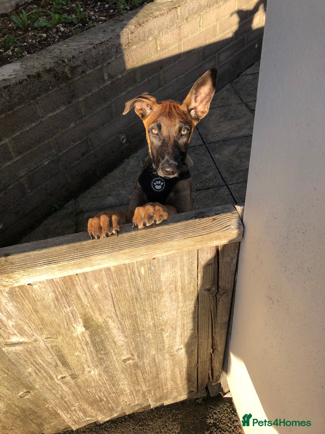 Belgian Shepherd Dog dogs for sale: Lovely Belgian malinois  - Image 1