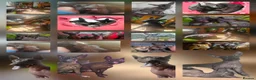 Mexican Hairless dogs for sale: Xoloitzcuintli in Tipton - Advert 5