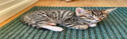 Mixed Breed cats for sale: Tabby kittens for sale in pair, sister and brother in Haverhill - Advert 3