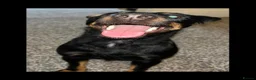Jagdterrier dogs for sale: Jagd terrier  in Houghton le Spring - Advert 1