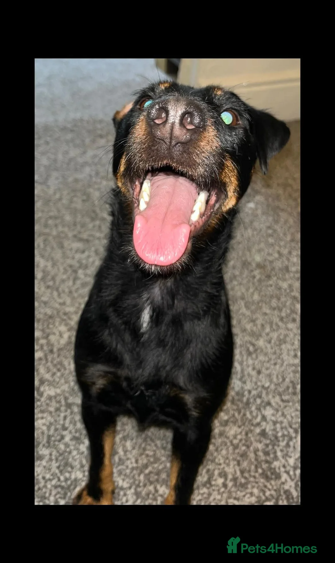 Jagdterrier dogs for sale: Jagd terrier  in Houghton le Spring - Advert 1