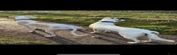 Lurcher dogs for sale: Collie Saluki Greyhound pups - Advert 18