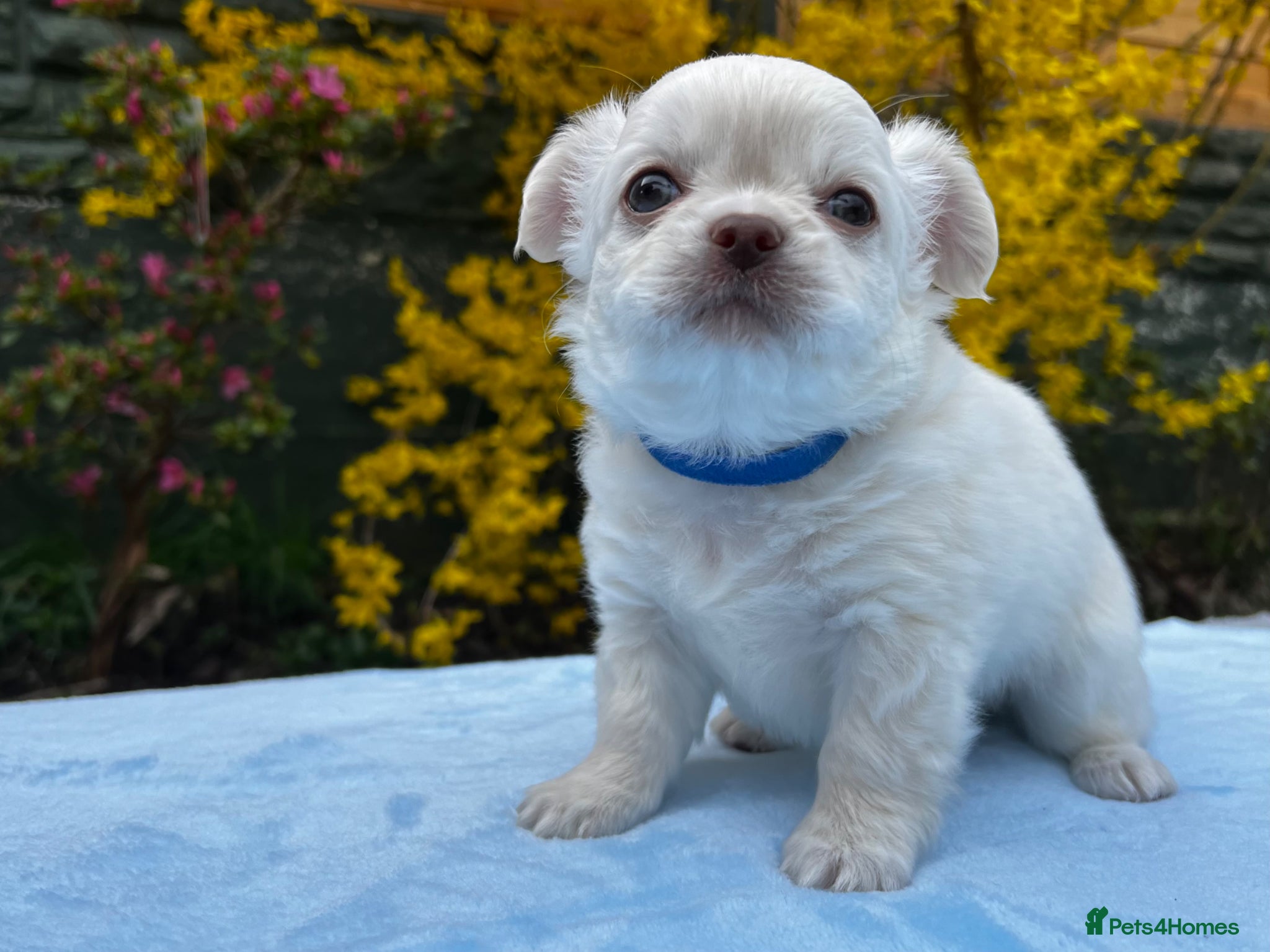 Chihuahua dogs  Long Coat Chihuahua blue eyed boys 💙 - Advert 12