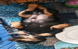 Cocker Spaniel dogs for sale: Cocker Spaniel puppies - Image 19