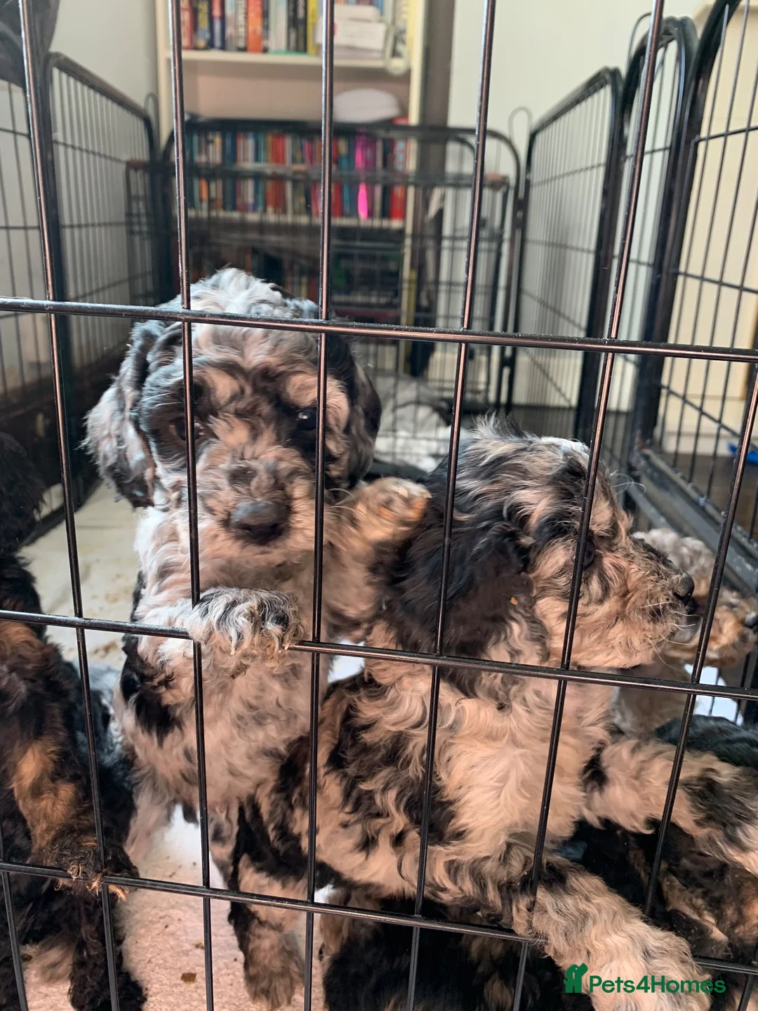 Cockapoo dogs for sale: Cockapoo puppies f2 in Whitley Bay - Advert 15