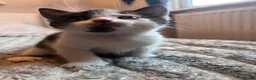 Mixed Breed cats for sale: Beautiful kittens for sale  in Wallsend - Advert 4