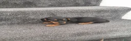 Dachshund dogs for sale: Dashund pups - Advert 3
