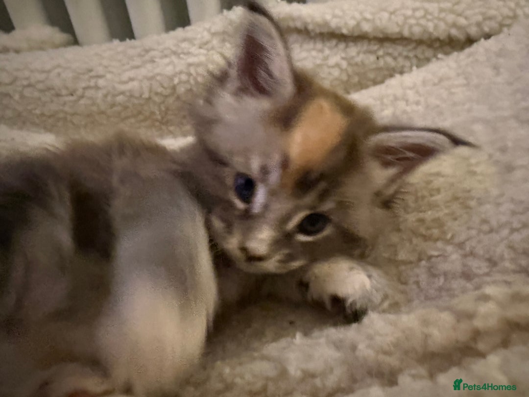 Maine Coon cats for sale: Superb full pedigree Maine Coon Kittens  - Advert 9