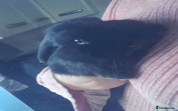 Mixed Breed rabbits for sale: 2 girls comes with everything  - Advert 10