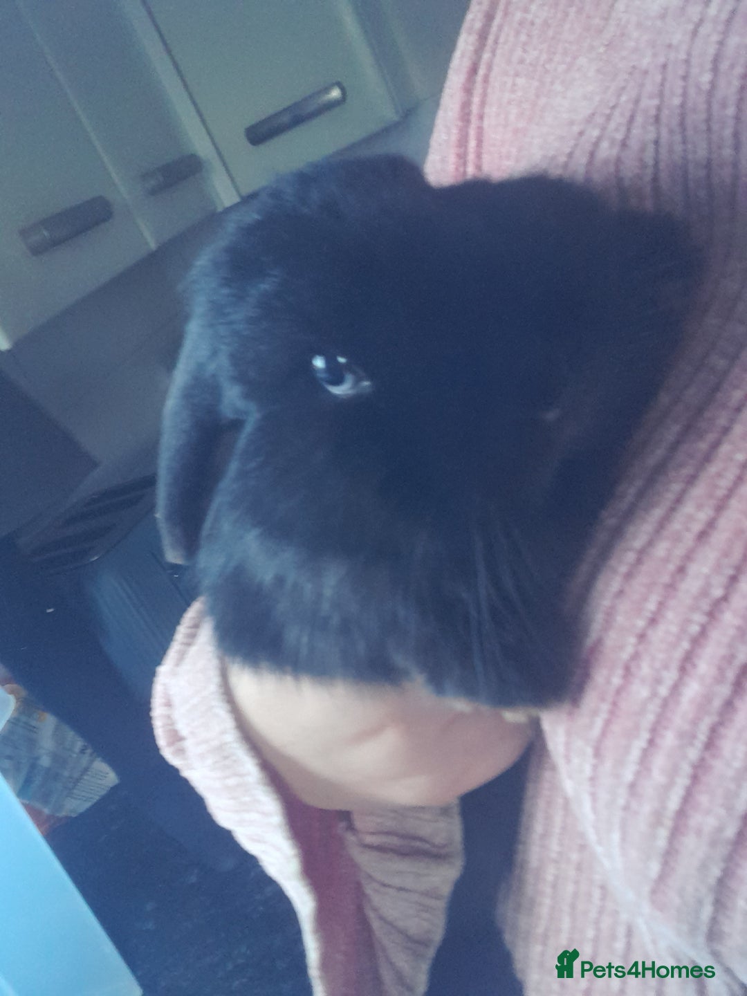 Mixed Breed rabbits for sale: 2 girls comes with everything  - Advert 10