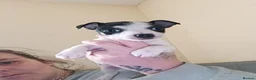 Jack Chi dogs for sale: Female Jack chi puppy  - Advert 5