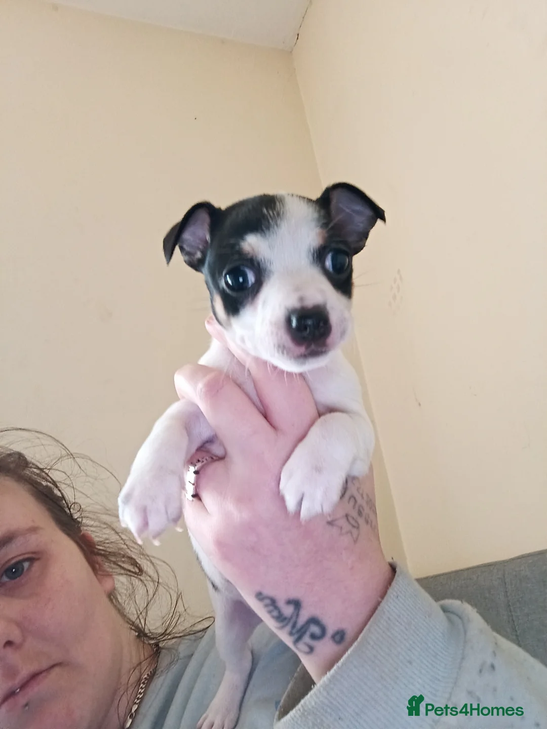 Jack Chi dogs for sale: Female Jack chi puppy  - Advert 5