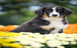 Miniature American Shepherd dogs for sale: miniature American shepherd - Image 4