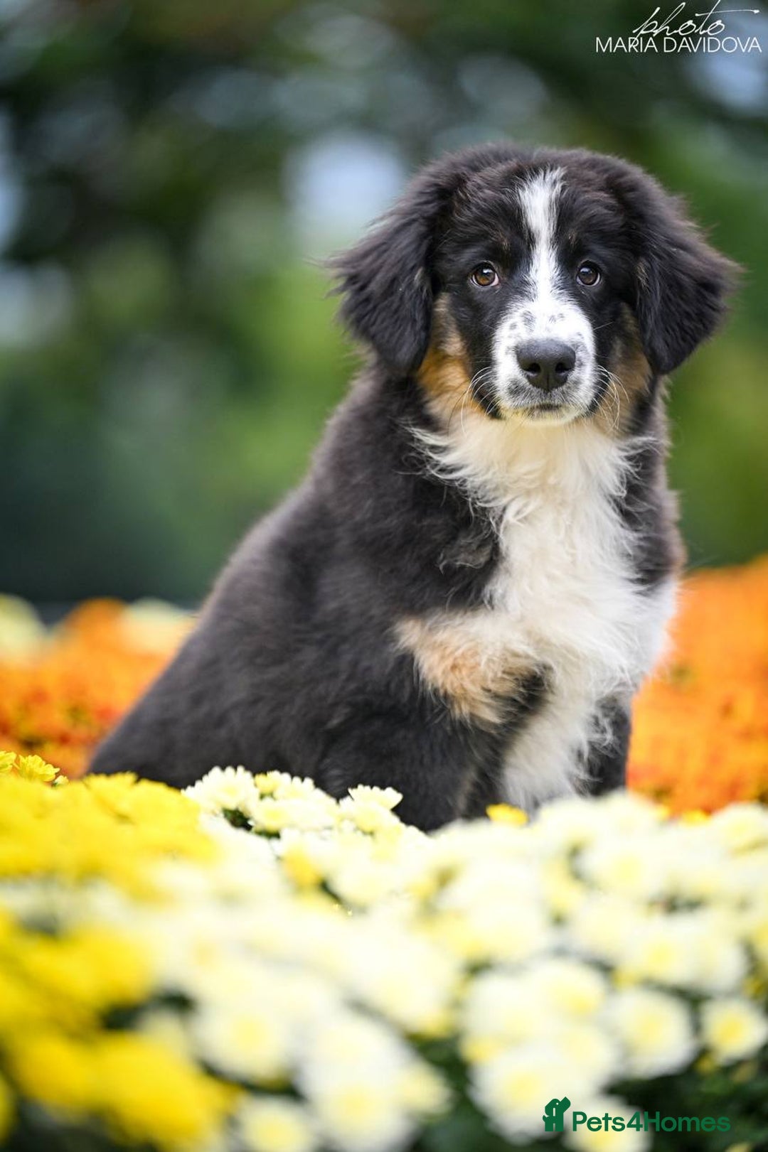 Miniature American Shepherd dogs for sale: miniature American shepherd - Image 4