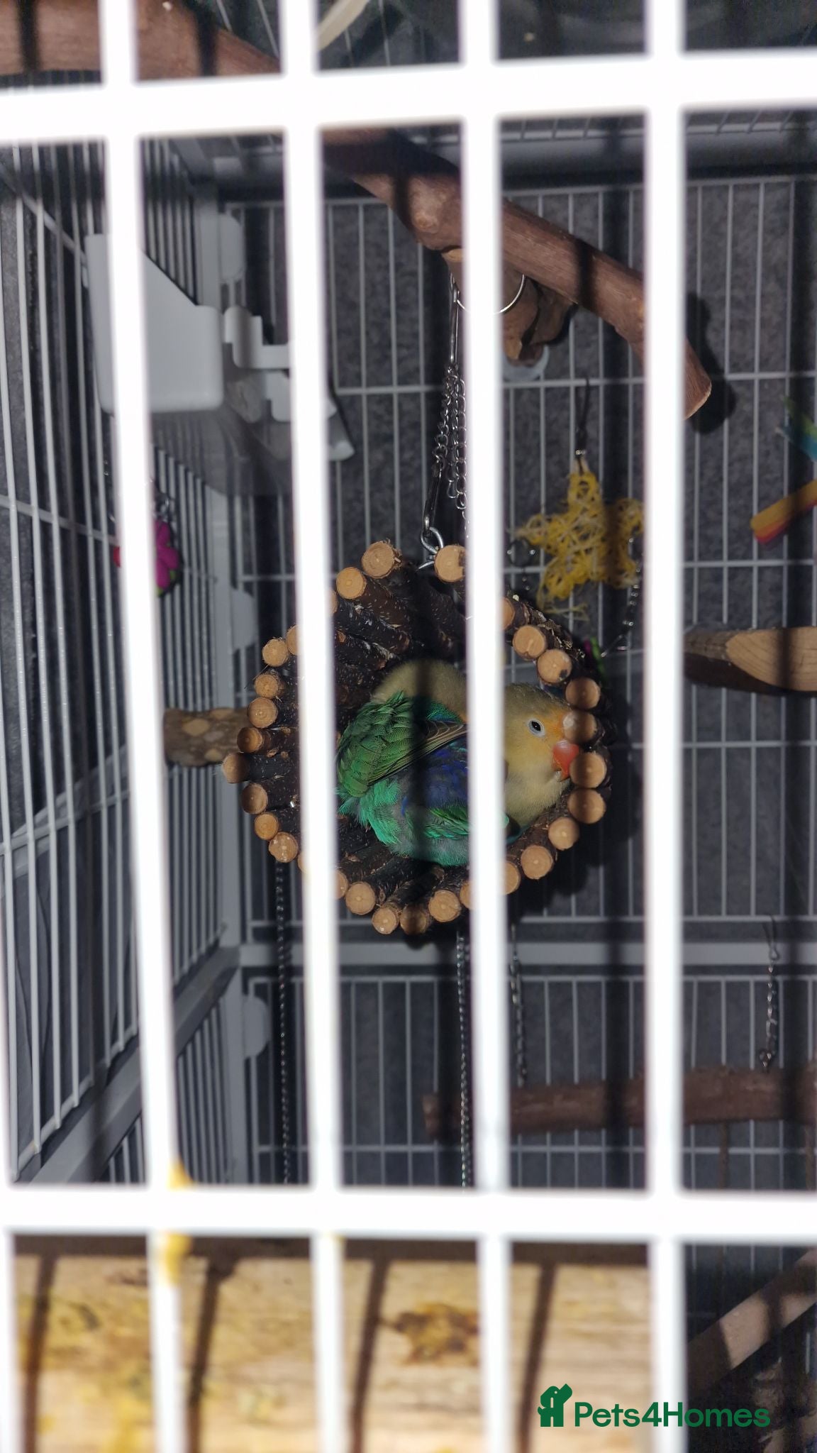 Lovebirds birds Selling my paired lovebirds, amazing colours - Advert 8