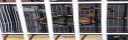 Lovebirds birds for sale: Beautiful paired lovebirds Price reduced from £220 - Advert 1