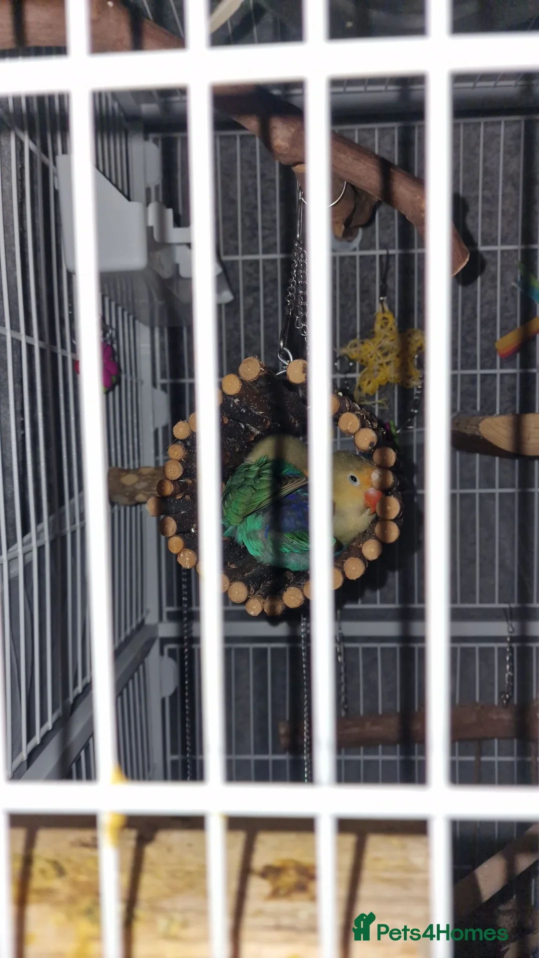 Lovebirds birds for sale: Beautiful paired lovebirds Price reduced from £220 - Advert 1