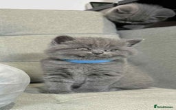 British Shorthair cats for sale: Chunky British Shorthair Blue Kittens 🐱💙 - Image 18