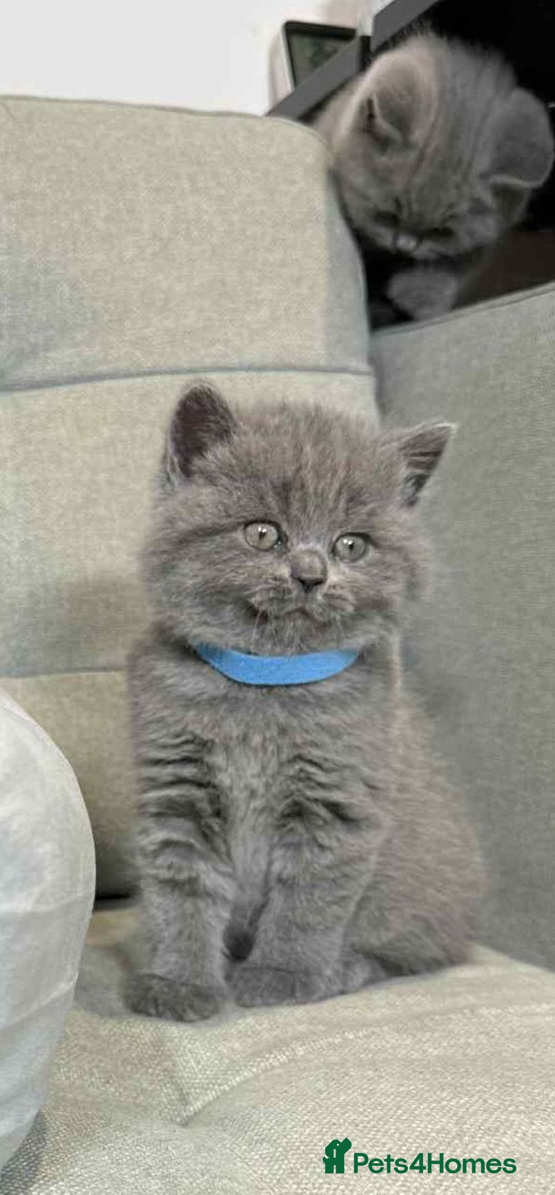 British Shorthair cats for sale: Chunky British Shorthair Blue Kittens 🐱💙 - Image 18
