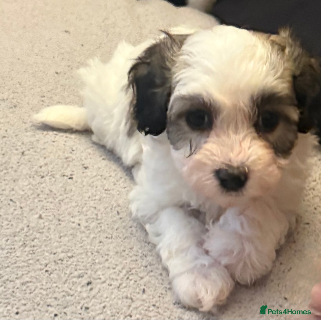 Maltipoo dogs for sale: Tiny Parti Maltipoo Puppies - Image 4