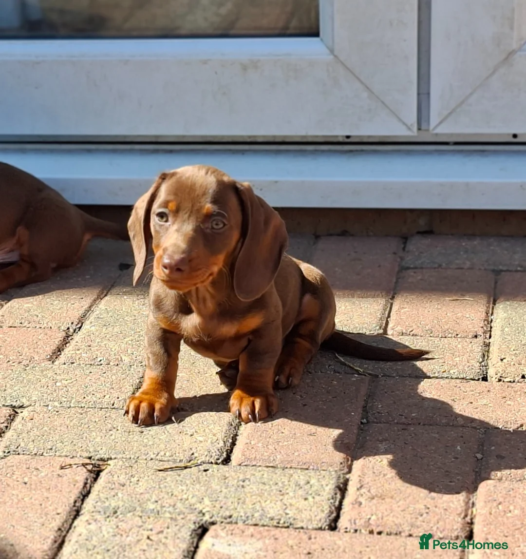 Miniature Dachshund dogs for sale: Beautiful Miniture Dachshund 1 Girl Left - Advert 2