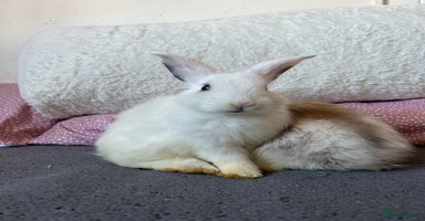 Mini Lop rabbits - Advert 5