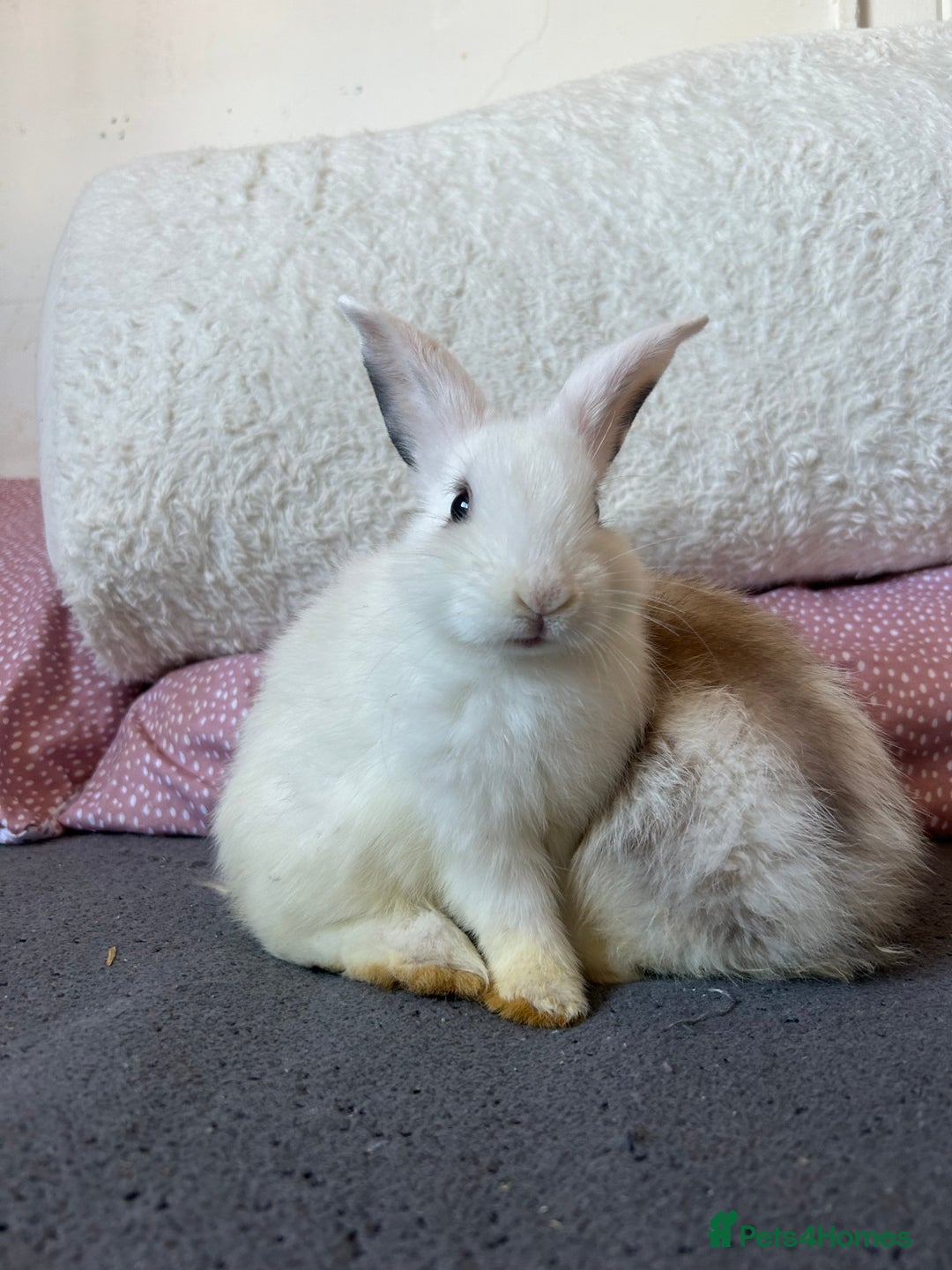 Mini Lop rabbits for sale: Holland lops  - Image 3