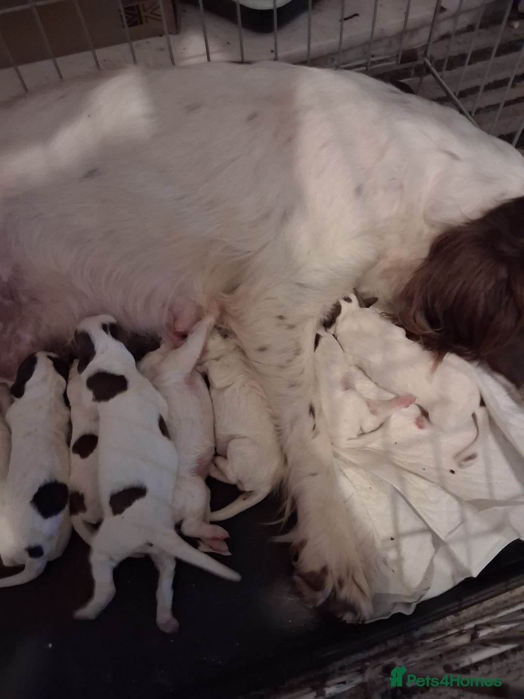 English Springer Spaniel dogs for sale: Beautiful puppies for sale  - Advert 11