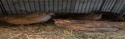 Quail poultry for sale: Sparkly Fee, Celadon & Mixed Colours Male Quail - Advert 7