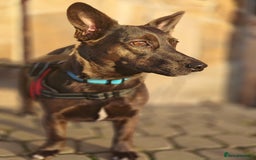 Mixed Breed dogs for adoption: 💖🐶 BUNIA 🐶💖 - Image 11