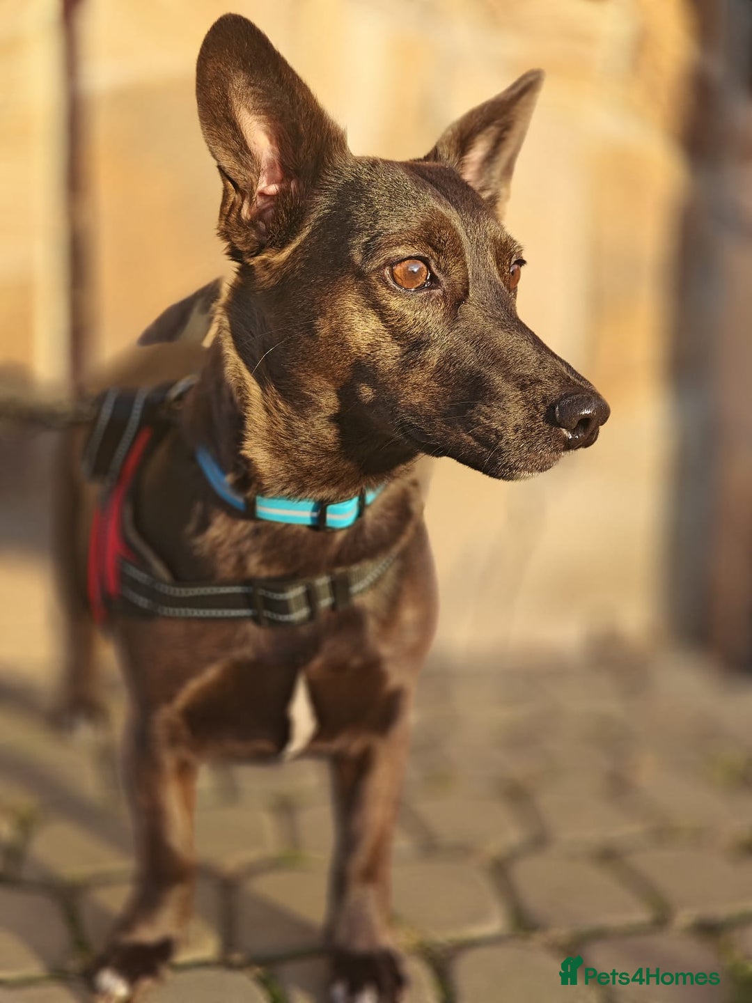 Mixed Breed dogs for adoption: 💖🐶 BUNIA 🐶💖 - Image 11