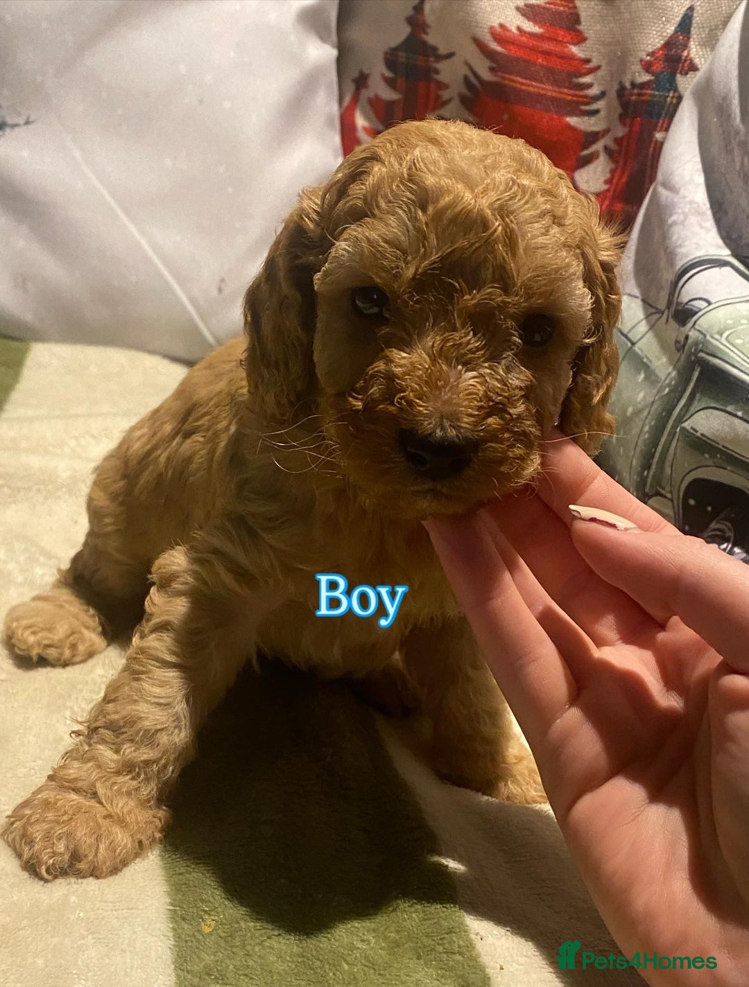 Cockapoo dogs for sale: F1B apricot cockapoos  - Advert 5