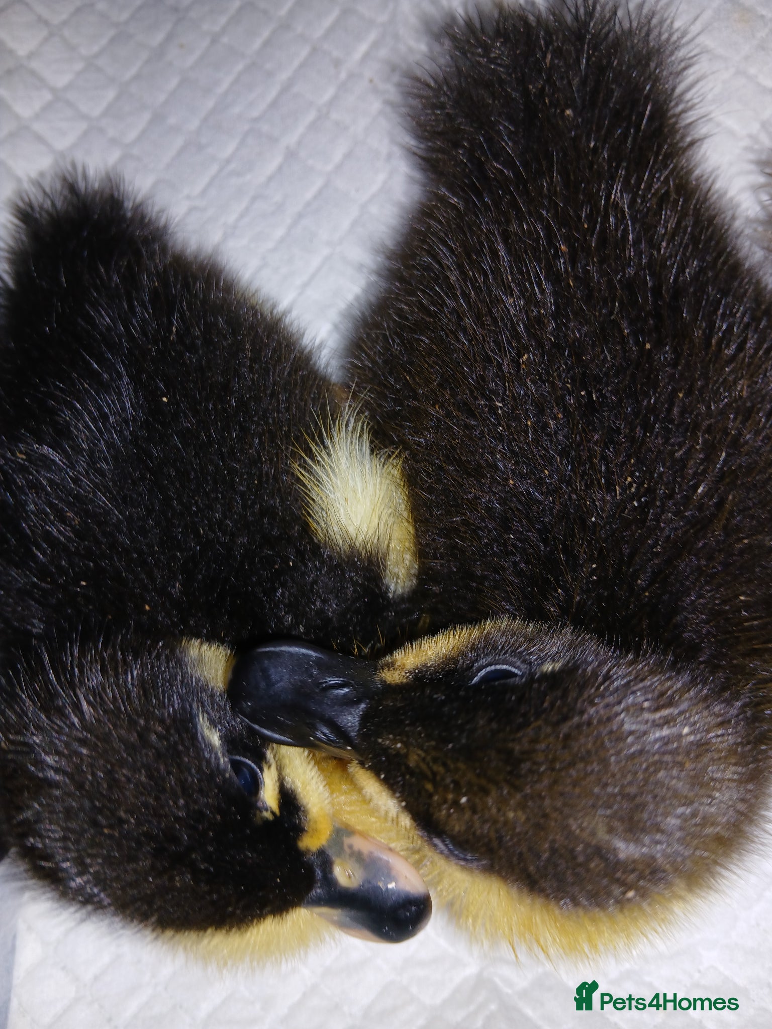 Ducks poultry 2 unsexed mixed breed ducklings - Advert 2