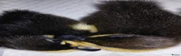 Ducks poultry for sale: 2 unsexed mixed breed ducklings in Newton Aycliffe - Advert 1
