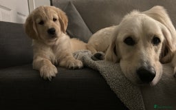 Golden Retriever dogs for sale: Golden retriever puppies  - Image 18
