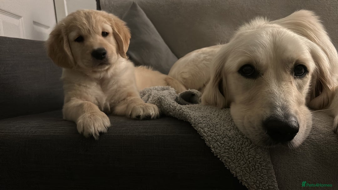Golden Retriever dogs for sale: Golden retriever puppies  - Image 18