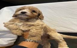 Cockapoo dogs for sale: Cockapoo puppy for sale  - Image 3