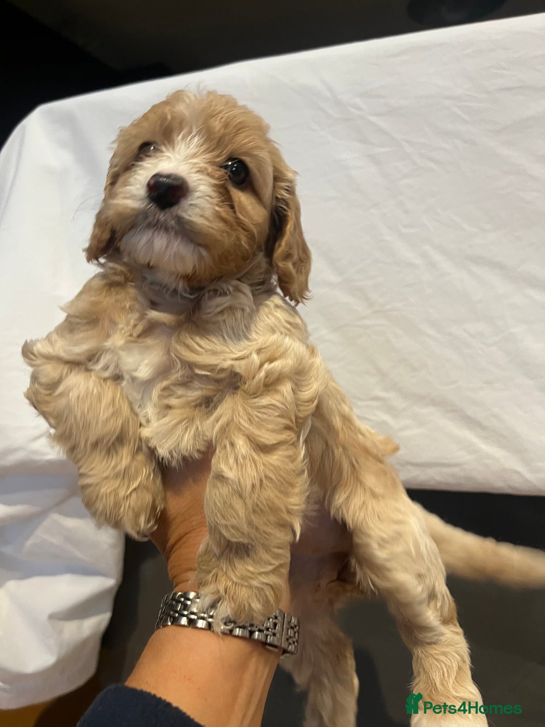 Cockapoo dogs for sale: Cockapoo puppy for sale  - Image 3
