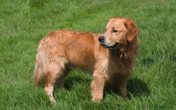 Golden Retriever dogs for stud: Fully health tested golden retriever stud dog in Bridgend - Image 1