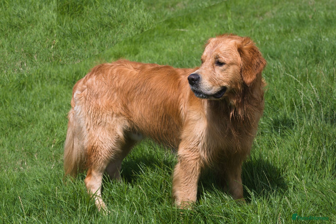 Golden Retriever dogs for stud: Fully health tested golden retriever stud dog in Bridgend - Image 1