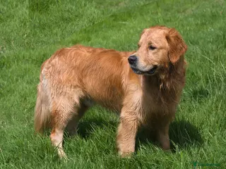 Golden Retriever dogs Fully health tested golden retriever stud dog in Bridgend - Advert 1