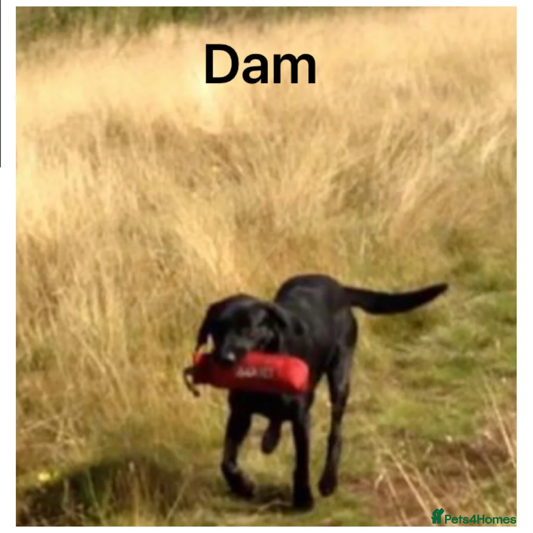 Labrador Retriever dogs for sale: Stunning KC pups, health tested&excellent lineage - Advert 8