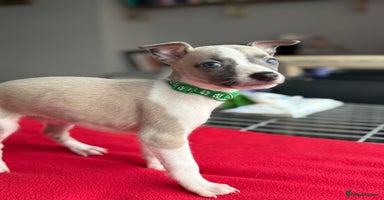 Whippet dogs - Advert 16