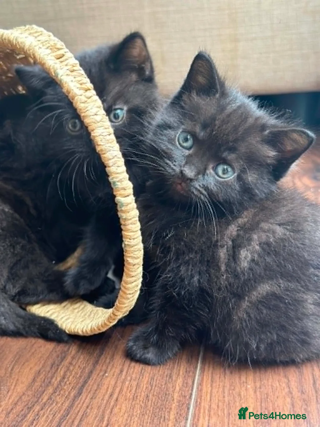 British Shorthair cats for sale: 🐾Beautiful Black British Shorthair Cross Kittens - Advert 2