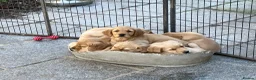 Golden Retriever dogs for sale: Outstanding Litter KC Reg Golden Retriever Puppies - Advert 8