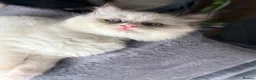 Ragdoll cats for sale: 100% Fully Traceable ragdoll kitten for sale - Advert 12