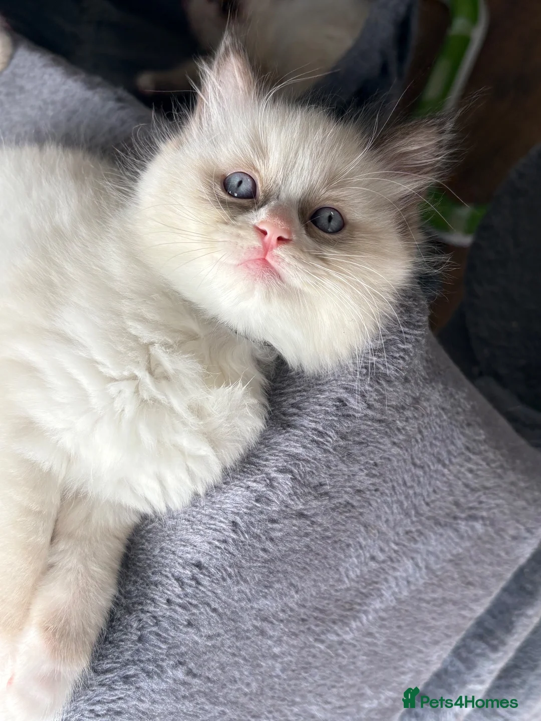 Ragdoll cats for sale: 100% Fully Traceable ragdoll kitten for sale - Advert 12