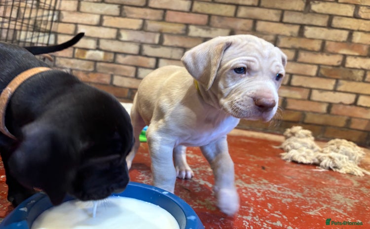 Mixed Breed dogs - Advert 10