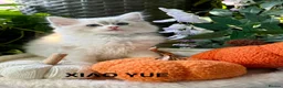 Ragdoll cats for sale: F1 100 % PURE FIFE REGISTRATION RAGDOLL KITTENS - Advert 16