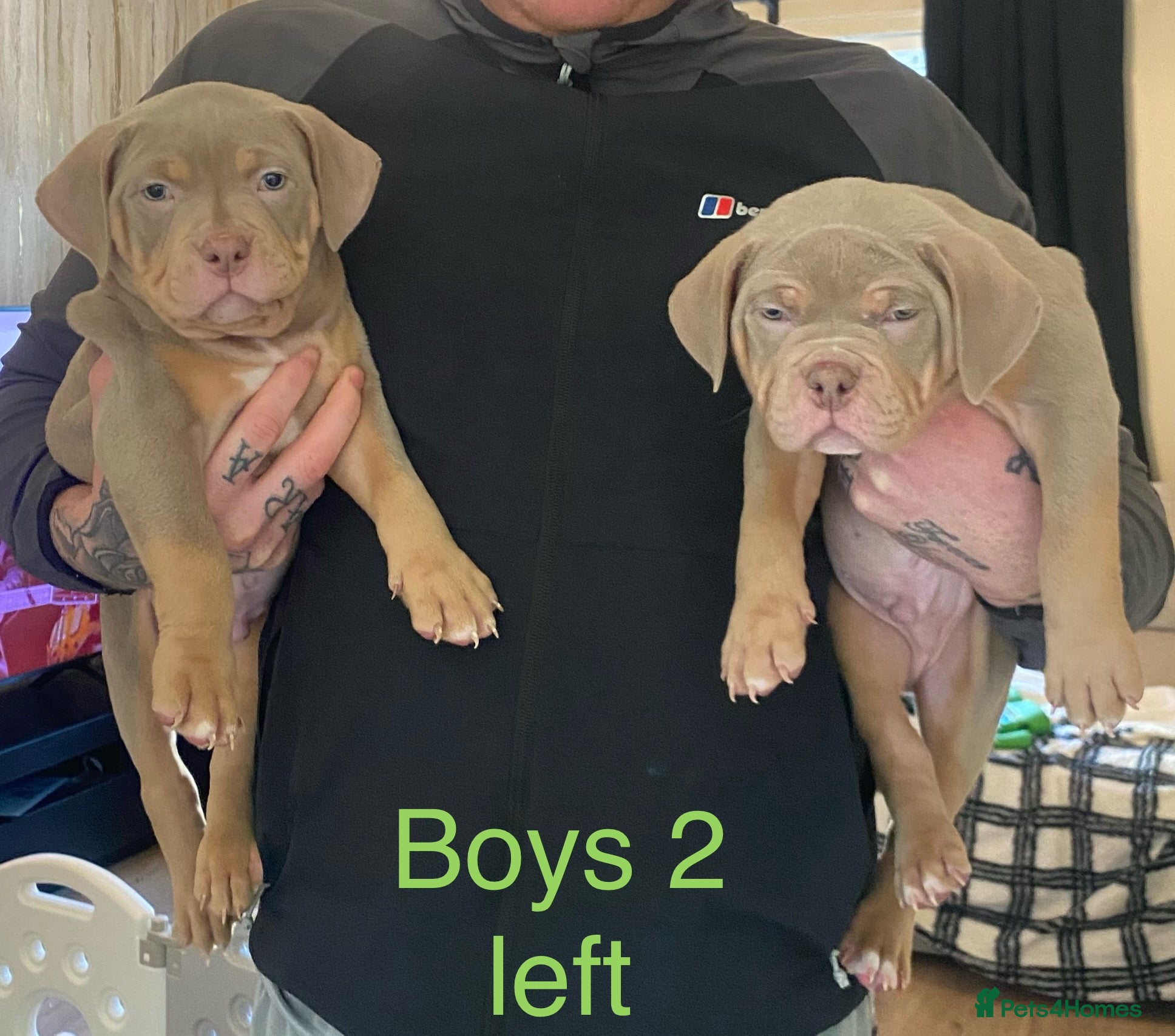 American Bully dogs  Kc registered Pocket bully pups 2 boys left - Advert 3